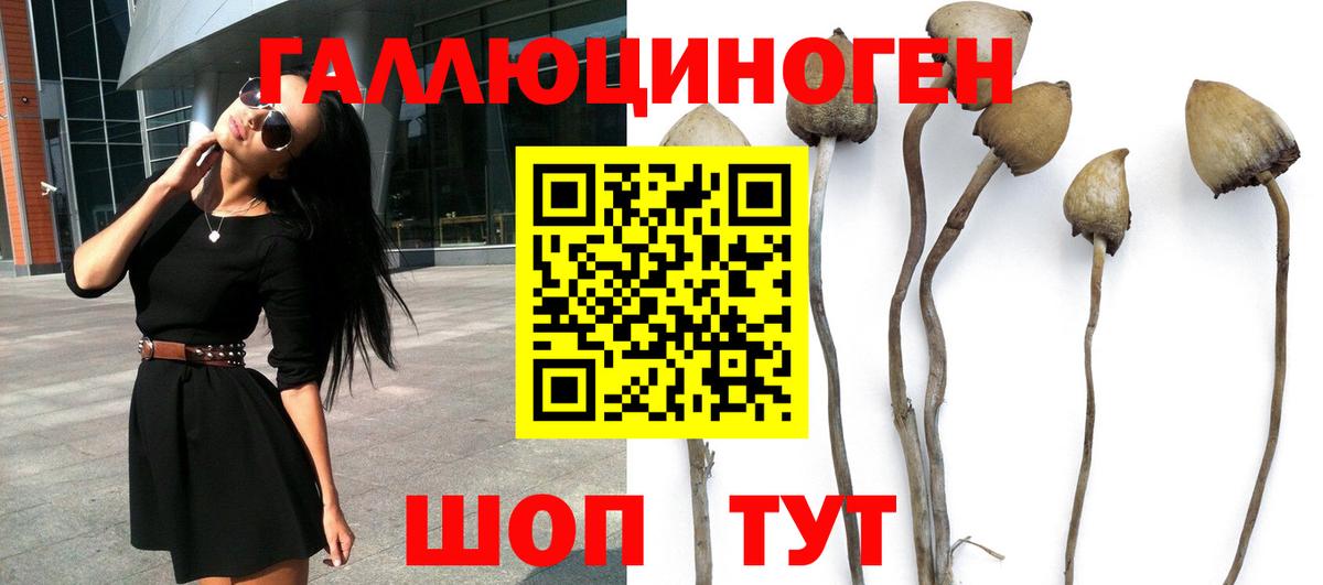 Галлюциногенные грибы Psilocybine cubensis Красный Сулин